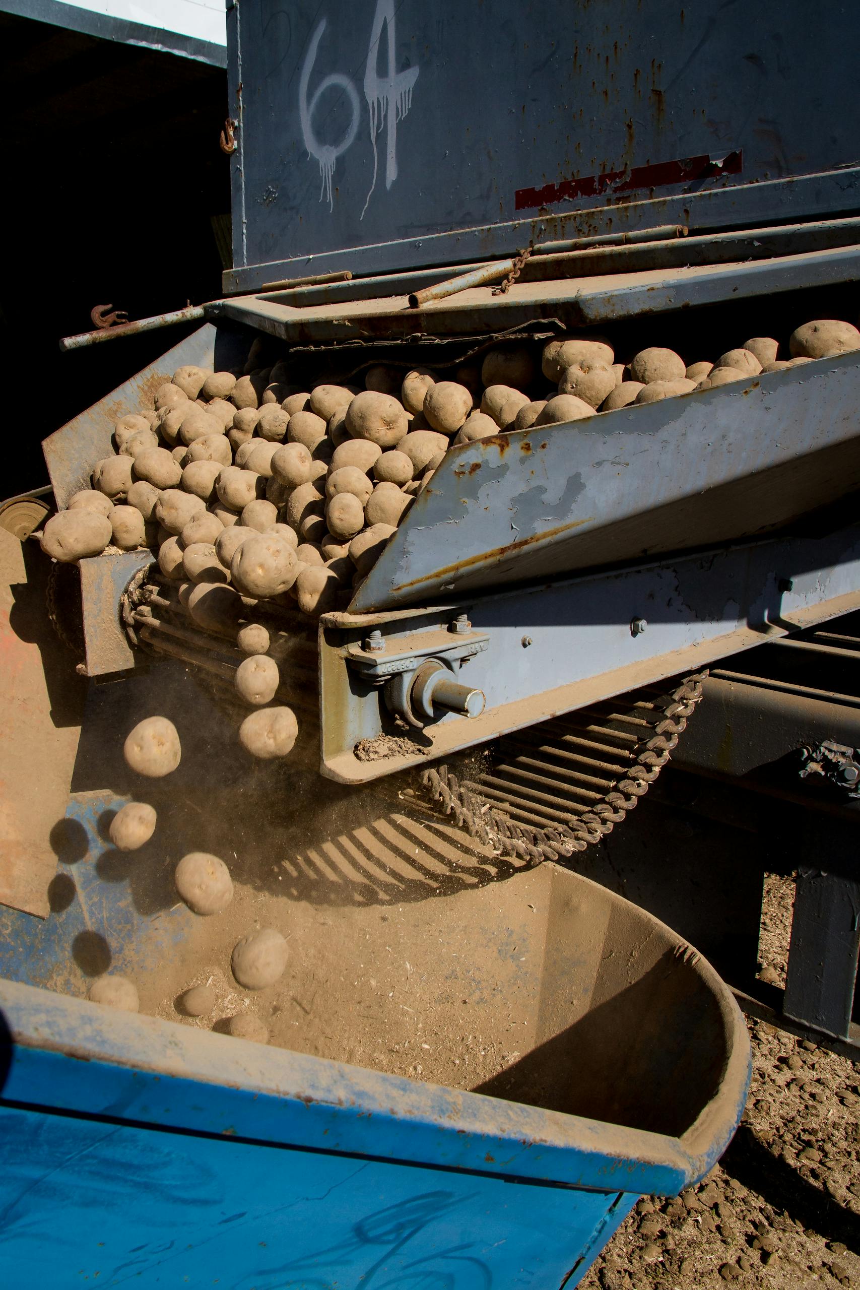 Close-up of freshly harvested potatoes in a blue basket at a local İzmir market.