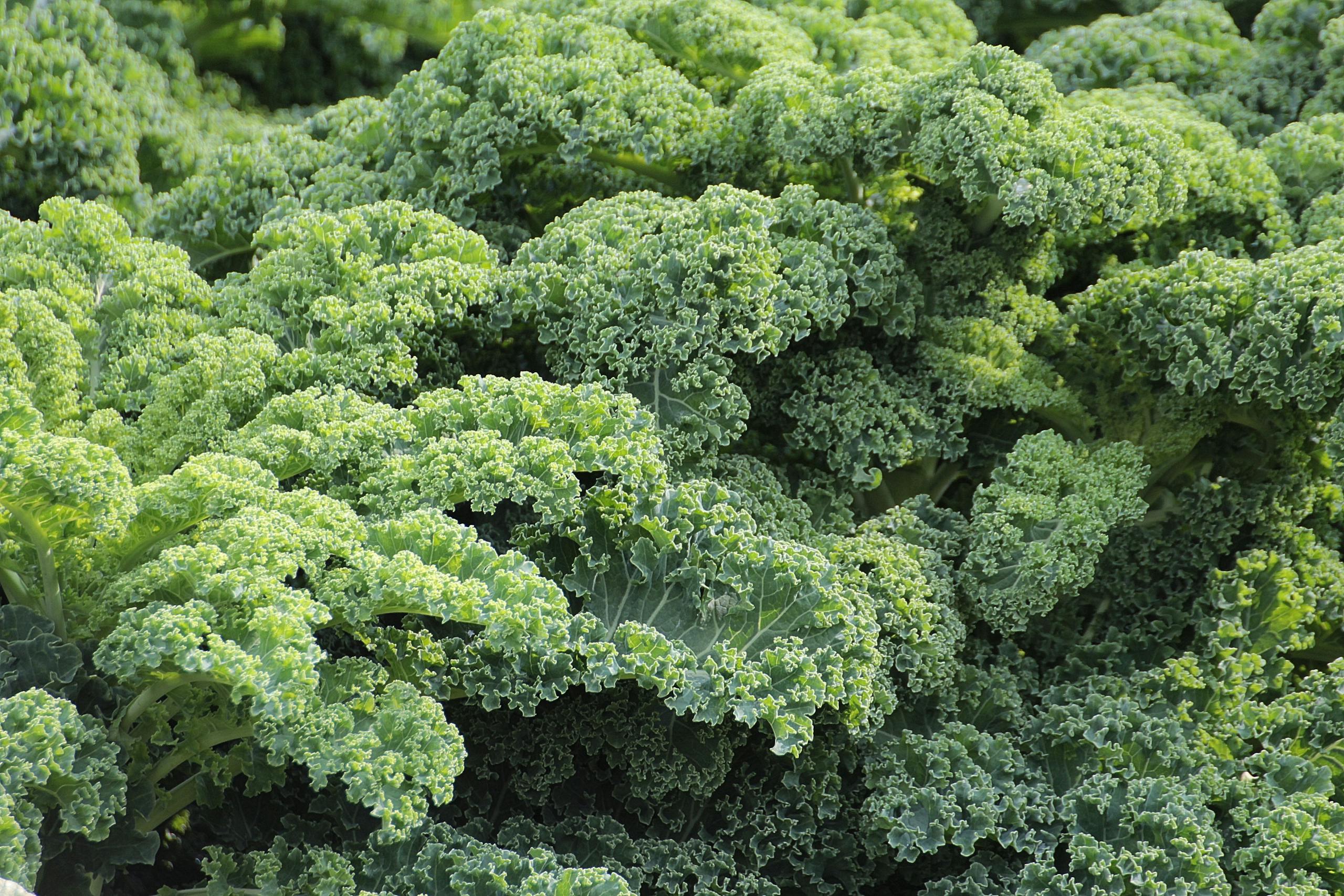 A vibrant close-up of fresh, green curly kale leaves, showcasing their texture and health benefits.
